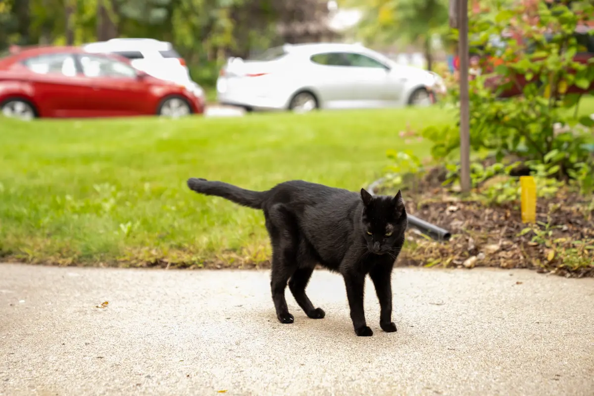 A black cat at the Core 4 site, home of the future cat lounge